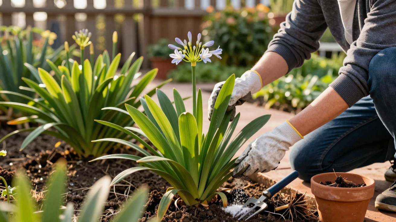 Pessoa usando luvas cuidando de plantas com flores roxas em um jardim ensolarado.